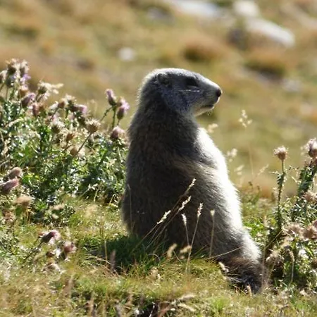 La Foux D'allos Nature Espace Lumiere *