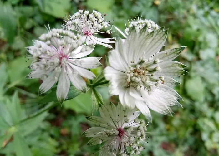 La Foux D'allos Nature Espace Lumiere Apartment