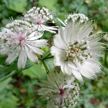 La Foux D'allos Nature Espace Lumiere דירה